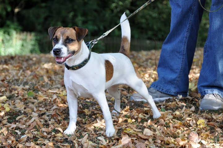Vom Hüttenberg Fleur – Jack Russell Terrier