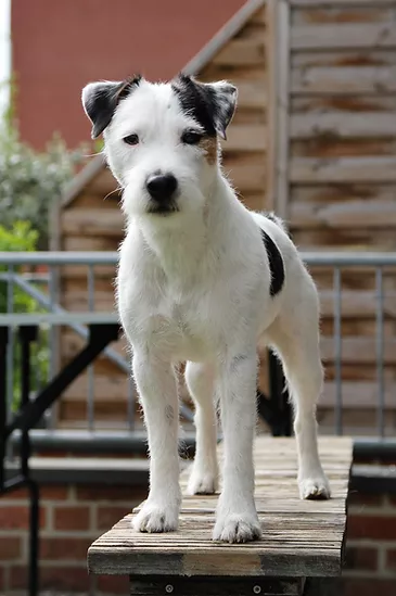 Foxnipper Han Solo