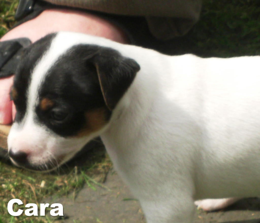 Cara