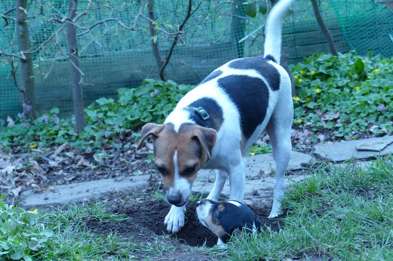 Dora Lee mit Welpen aus unserem F-Wurf
