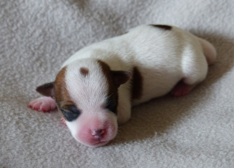 Vom Hüttenberg Hardy