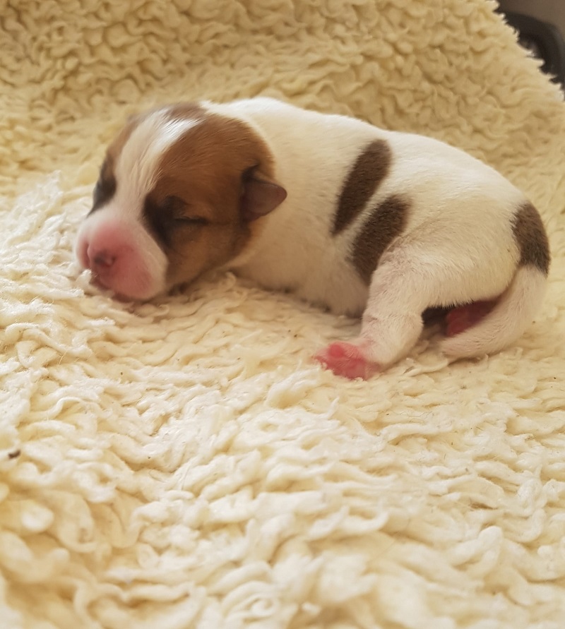 Vom Hüttenberg Quincy