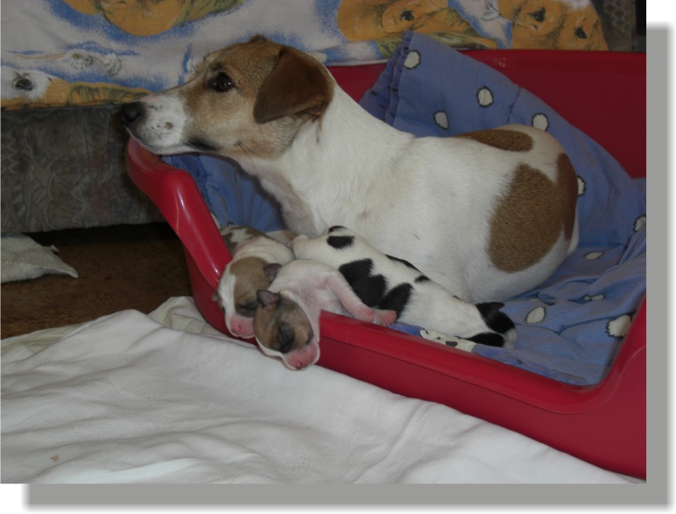 Bonnie mit Welpen aus dem B-Wurf